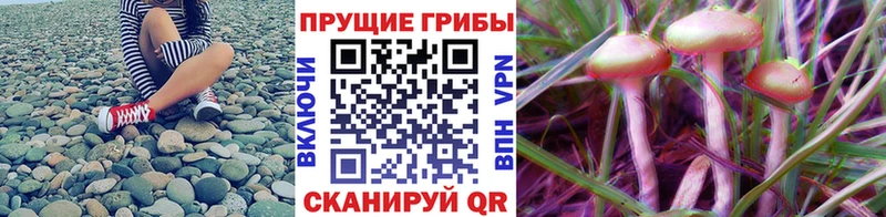 Псилоцибиновые грибы Magic Shrooms  Купить  Кубинка 